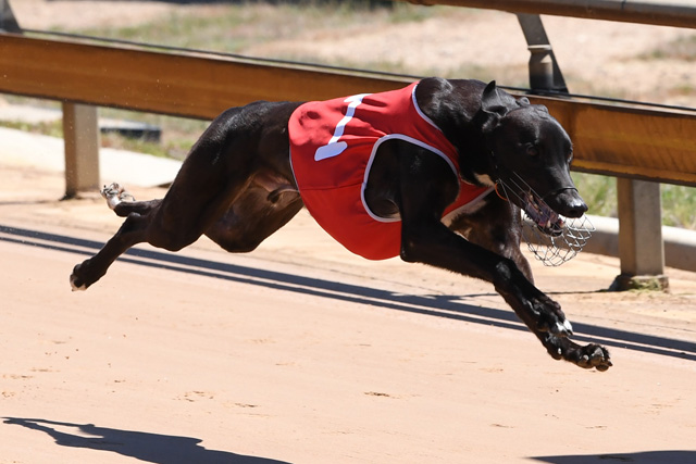 Kayda King wins his final in 24.36sec before being purchased for $14,500