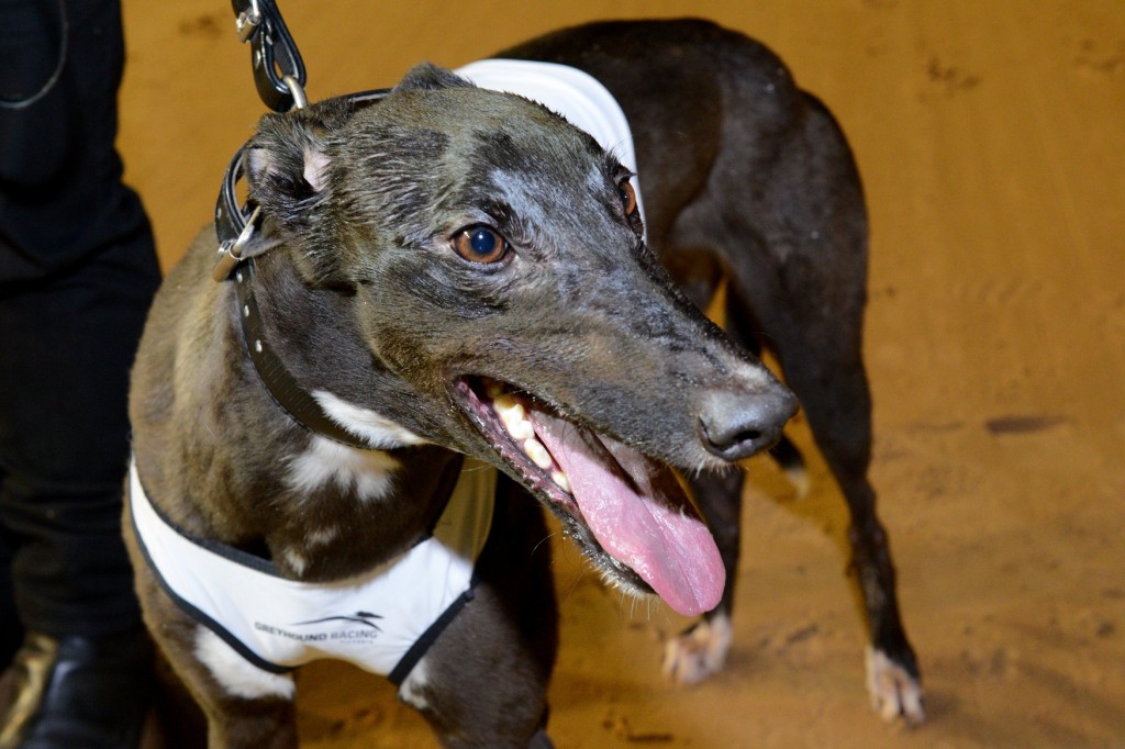 Soxy in all her glory following her Melbourne Cup heat win at Sandown Park