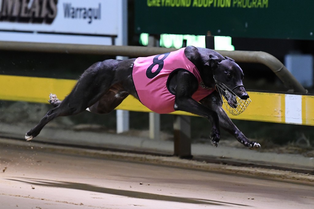 Dyna Hunter striding out in the Warragul Cup, continuing his unbeaten record from box eight.