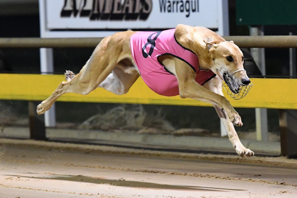 Dyna Chancer claims the Warragul Distance Cup for trainer Correy Grenfell in track record time.