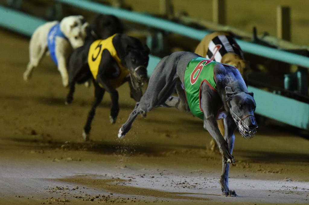 Barooga Brett crossing the line in the Group 1 Invitational Temlee at The Meadows.