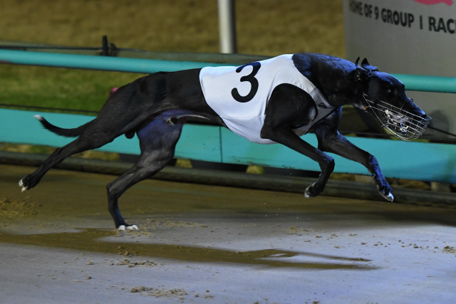 Deliver striding out to win the Group 1 Rookie Rebel at The Meadows.