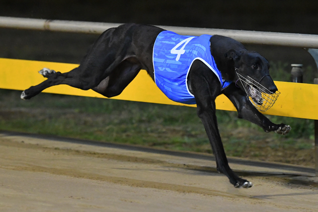 Major Riot wins the Horsham Cup Consolation in a sizzling 27.10sec.