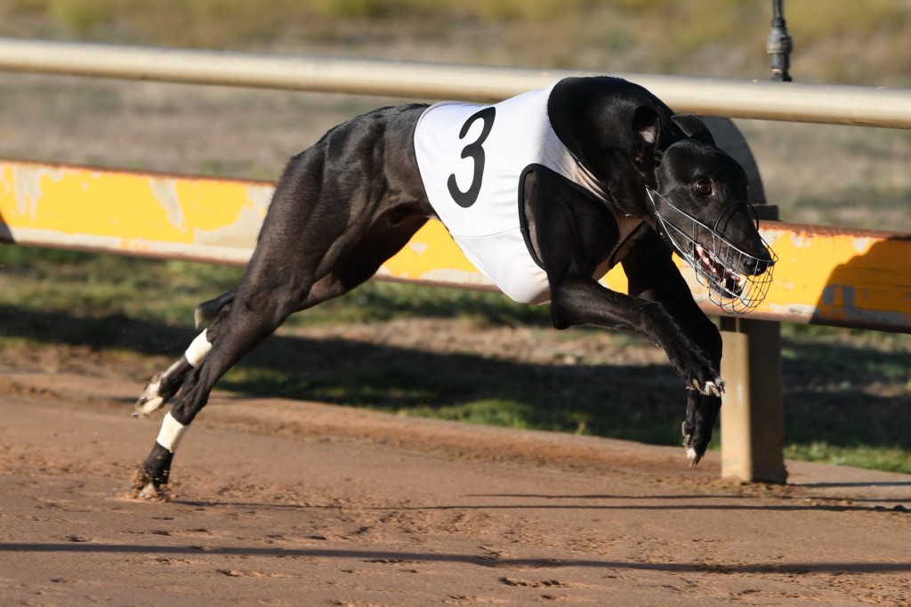 Nervous An Weird A Red Hot Chance In Horsham Cup