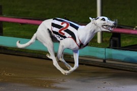 Hammer to nail Mount Gambier Cup