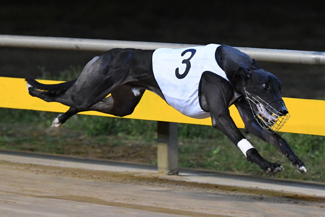 Trouper takes out the Jan Wilson Memorial, a race named after the former GRV Chair.