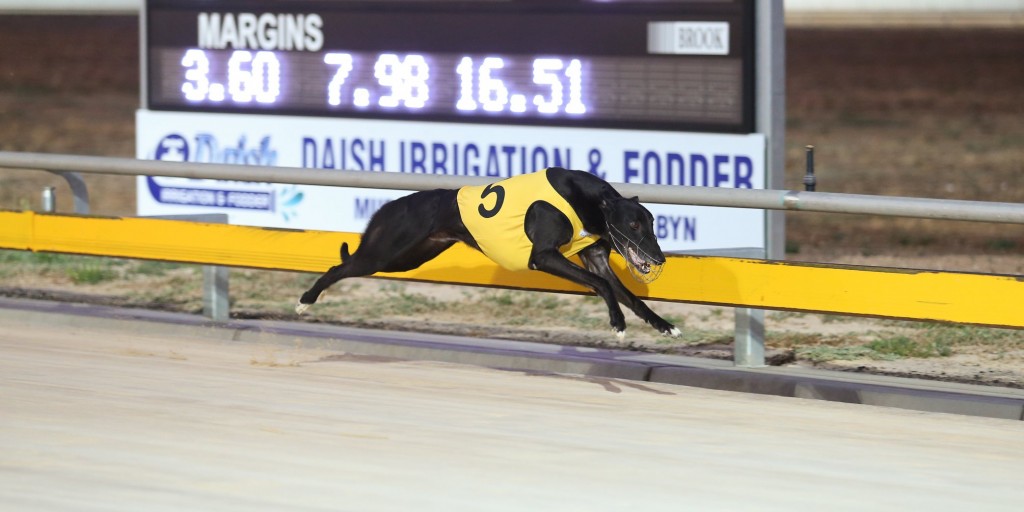 Eye Got It crossing the line in his Murray Bridge Cup victory