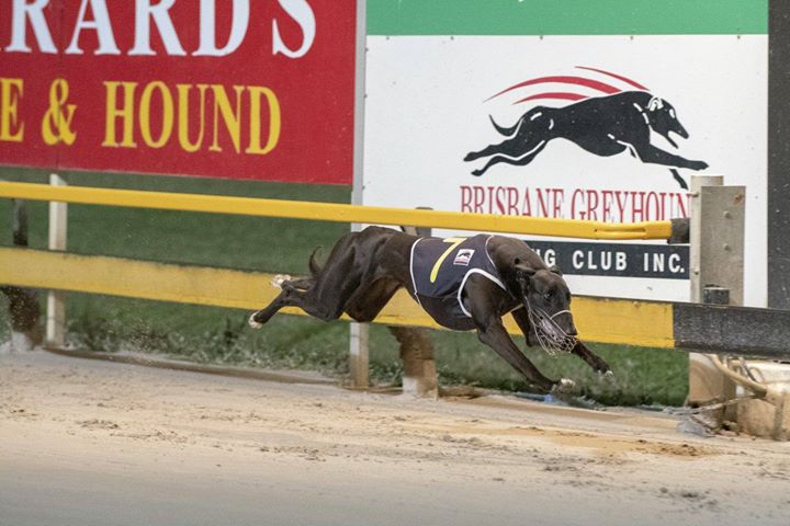 Circle Of Dreams crossing the line her heat of the Bogie Leigh Futurity at Albion Park. Photo: Box 1 Photography through Brisbane Greyhound Racing Club. 