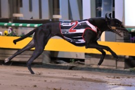 Zipping Bailey aiming to emulate greats in Sapphire Crown