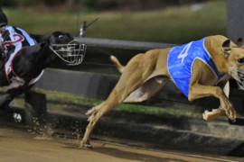‘Race of the Year’ highlights Harrison-Dawson heats