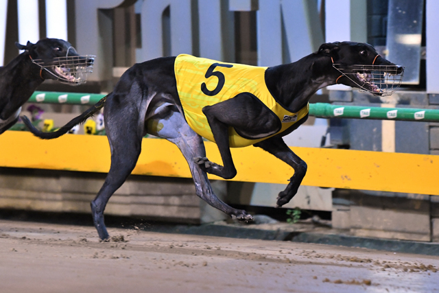 Rajasthan winning his Sandown Cup heat last Thursday night. 