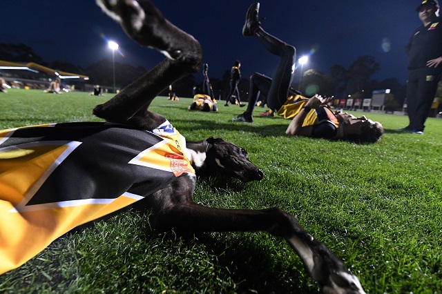 Bees On Fire stretching with the Werribee Football Club