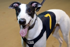 Speed Star shuffling towards Cannonball Sprint at Geelong
