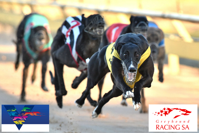 'Origin-al' path to Adelaide Cup part of exciting new cross-state ...