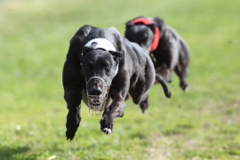 Coursing’s long tradition to expand back into the West