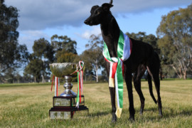 Bintang blitzes in Waterloo Cup