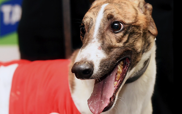 GRV Hall of Fame - Fernando Bale - Greyhound Racing - Champion Greyhound