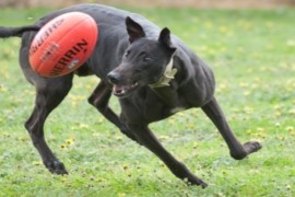 Battle of the skies with AFL Half Time Specials