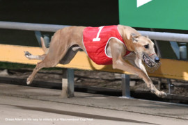 Orson follows Meticulous stud tradition