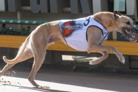 Sennachie sails into Speed Star contention
