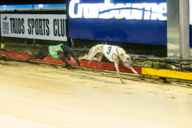 In-form trainer faces dilemma