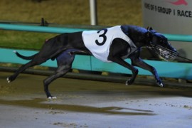 Black Opium to Deliver in Wagga