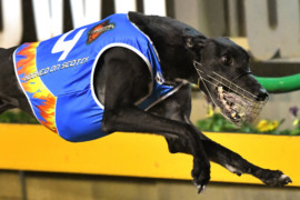 Hooked On Scotch leapfrogs into Adelaide Cup