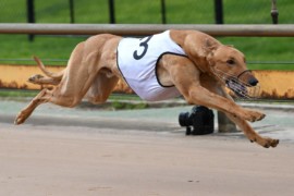 So They Say’s paws on the Tilley