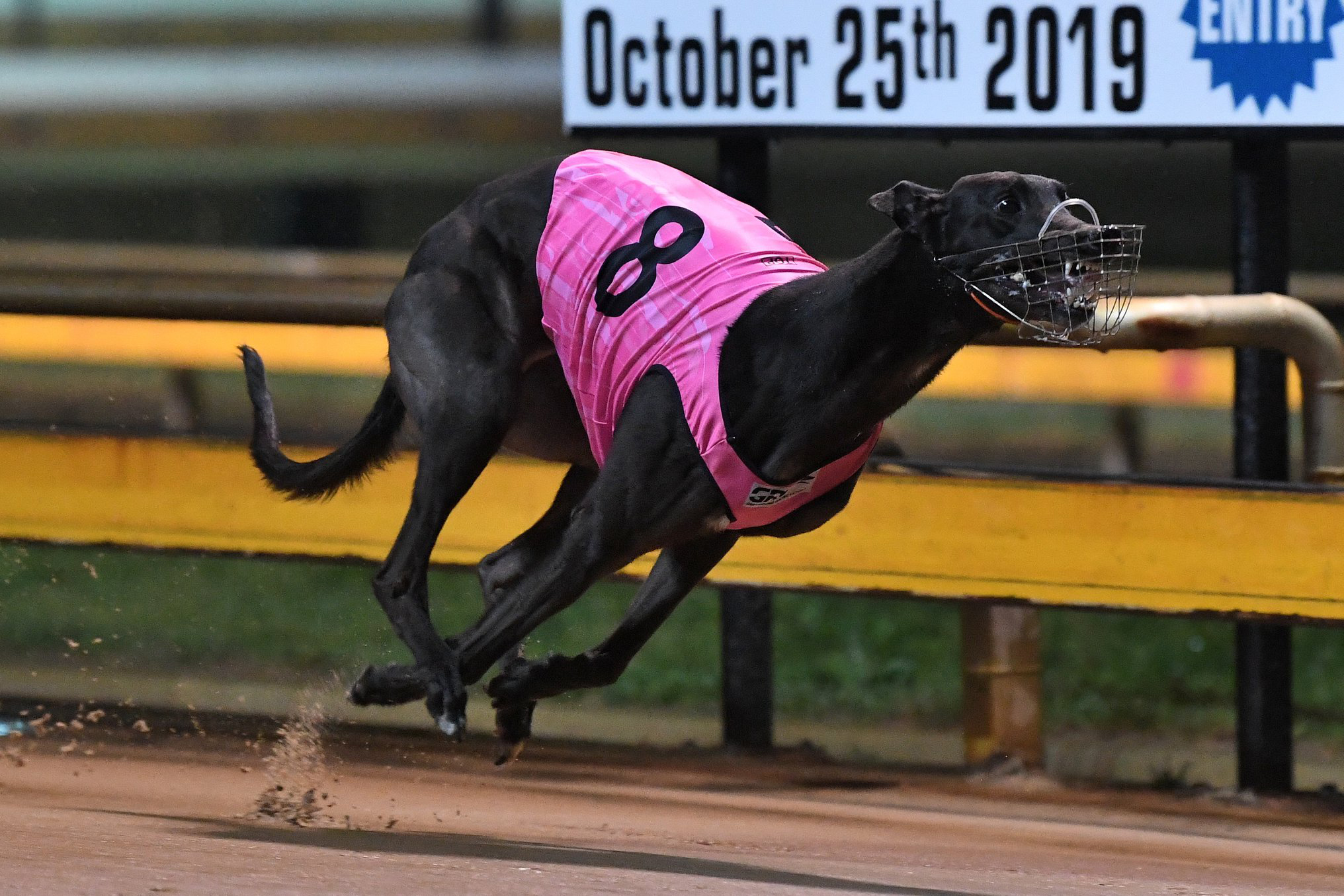 Nash S Hometown Geelong Cup Hurrah