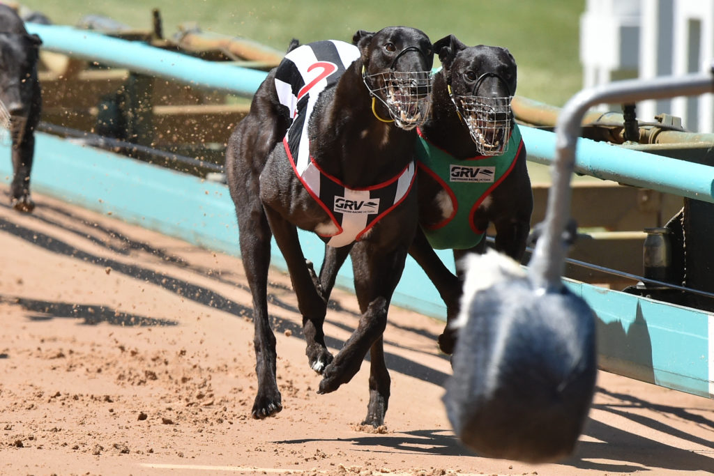 Simon Told Helen (2) holds off his litter brother Who Told Stevie in a thrilling finish to the TAB Great Chase Grand Final on 18 October.