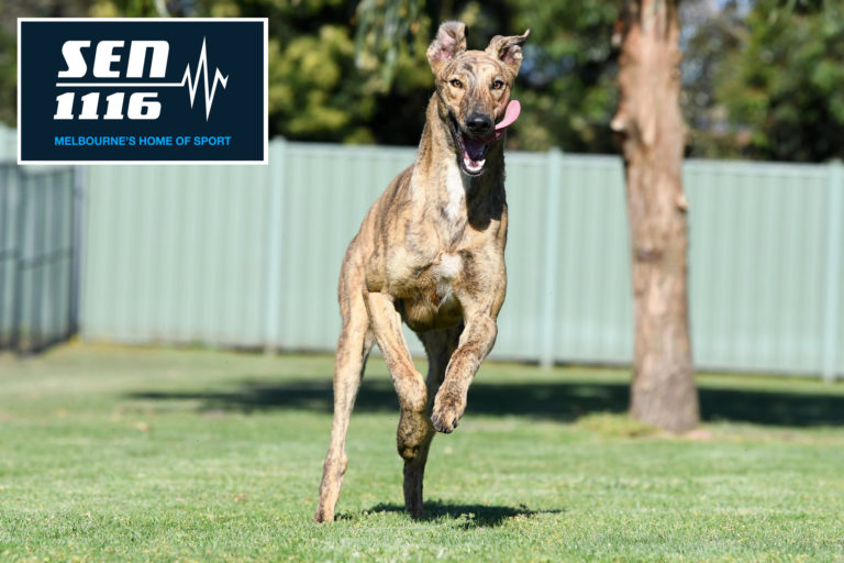Team SEN part of National Greyhound Draft