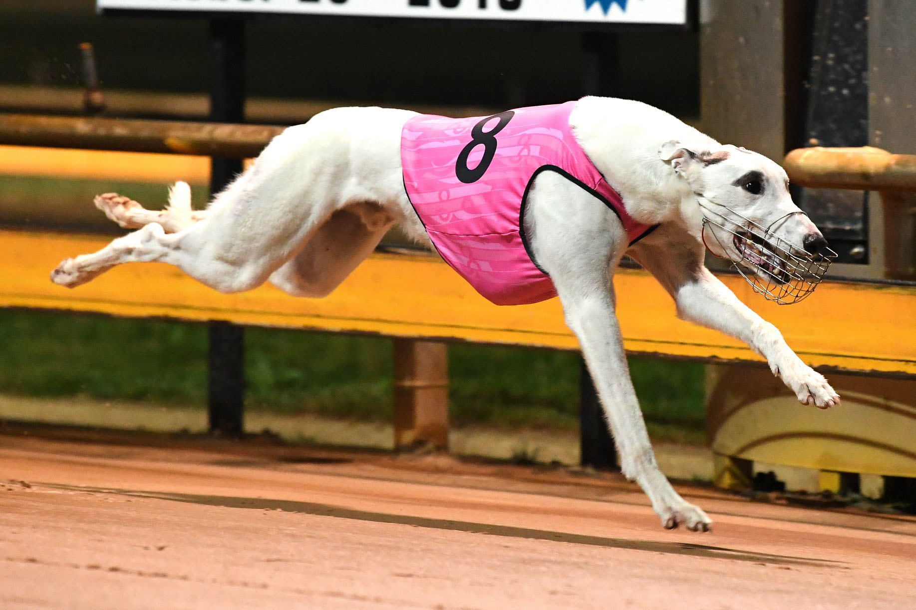 Hammer headlines Dapto feature