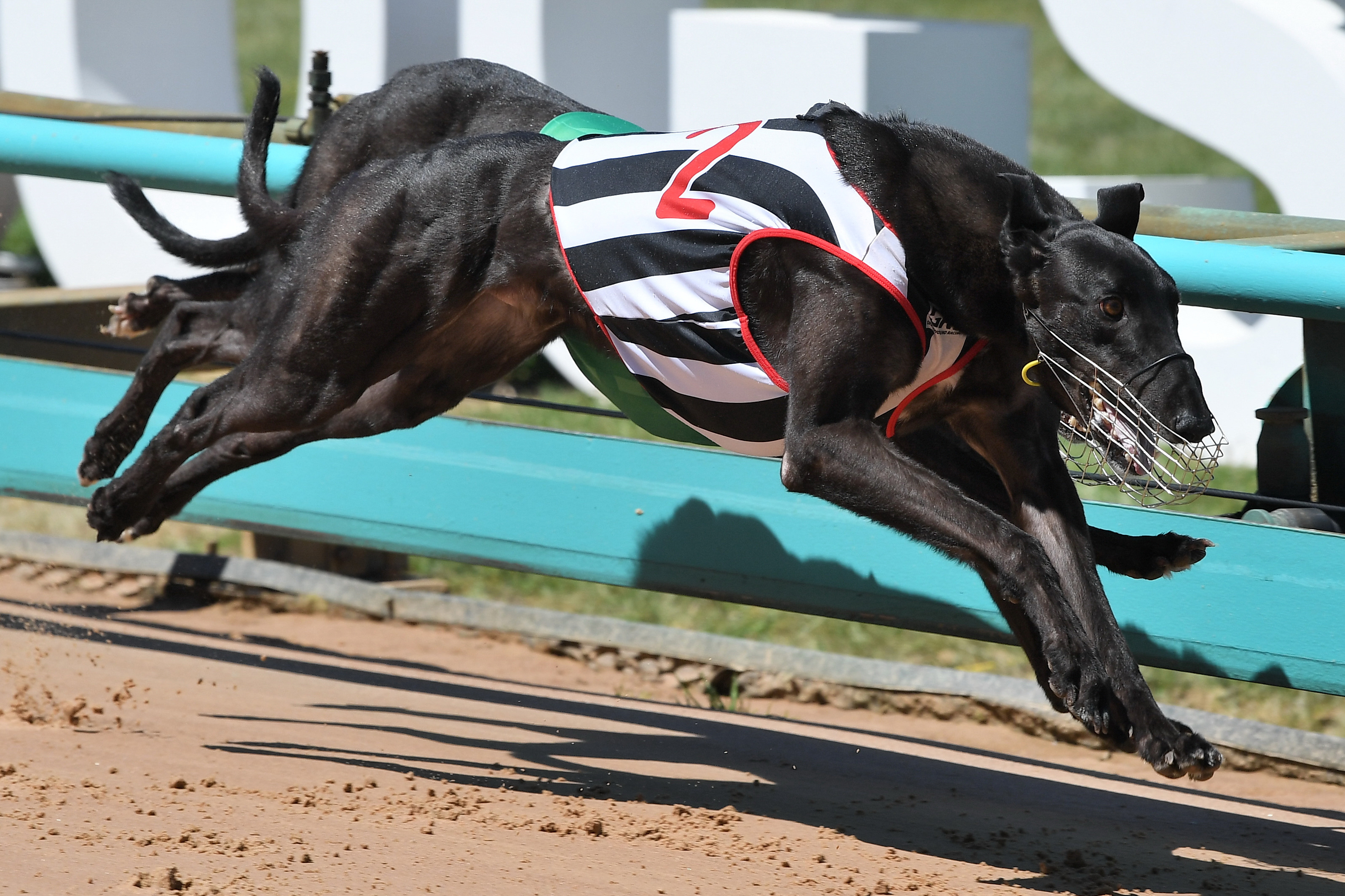 Simon Rhodes Dog Racing Simon chasing more silverware