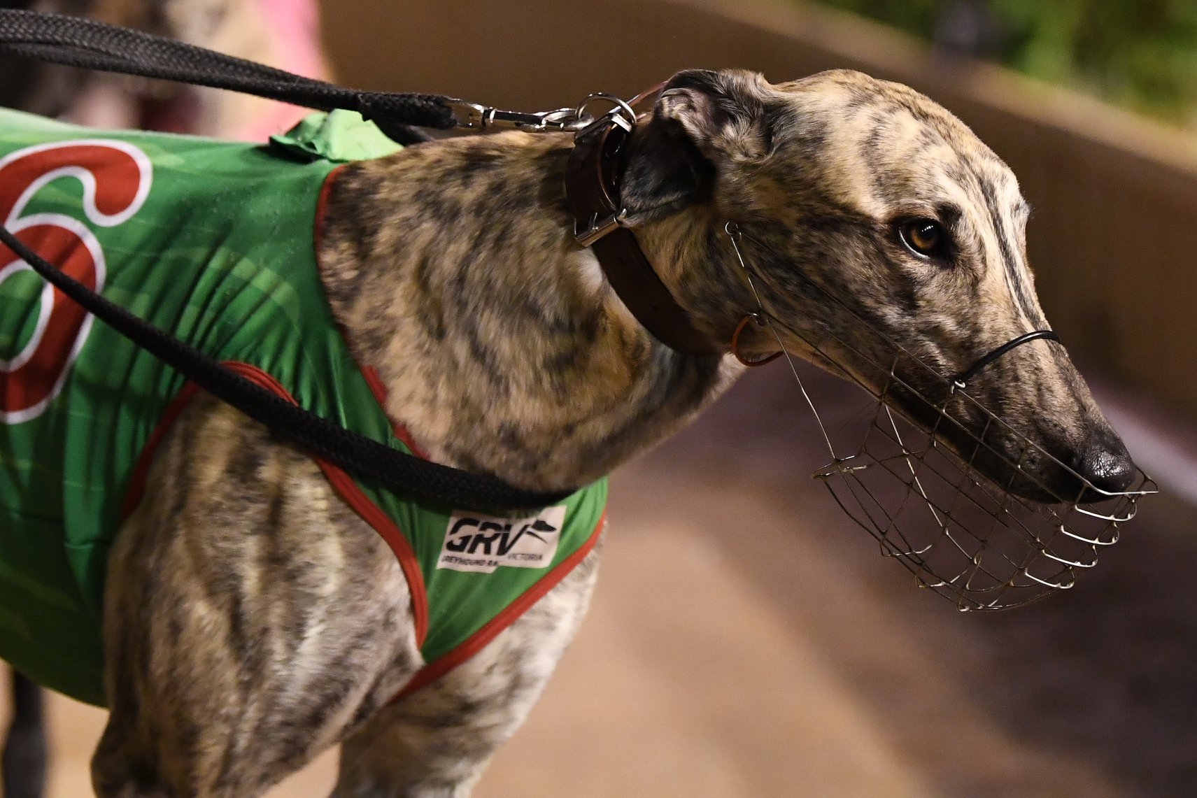 Greyhound puppy image