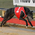 Often Imitated wins the Cranbourne Cup