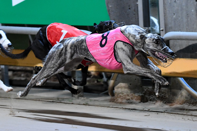 Will Azzopardi Bring Home The Bacon