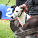 2020 TAB Warrnambool Cup Heats Greyhound Racing Race 4 (2)