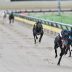 2020 TAB Warrnambool Cup Heats Greyhound Racing Race 4 (8)