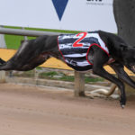 2020 TAB Warrnambool Cup Heats Greyhound Racing Race 4 (9)