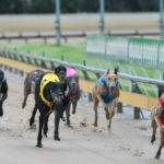 2020 TAB Warrnambool Cup Heats Greyhound Racing Race 6 (20)