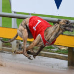 2020 TAB Warrnambool Cup Heats Greyhound Racing Race 6 (21)