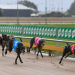 2020 TAB Warrnambool Cup Heats Greyhound Racing Race 7 (11)