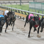 2020 TAB Warrnambool Cup Heats Greyhound Racing Race 7 (12)