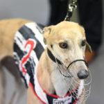 2020 TAB Warrnambool Cup Heats Greyhound Racing Race 8 (3)