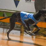 2020 TAB Warrnambool Cup Heats Greyhound Racing Race 8 (8)