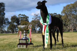 Superstar headlines Healesville heats