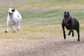 Coursing season to open at full capacity