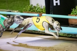 Weblec Jack set for Meadows success