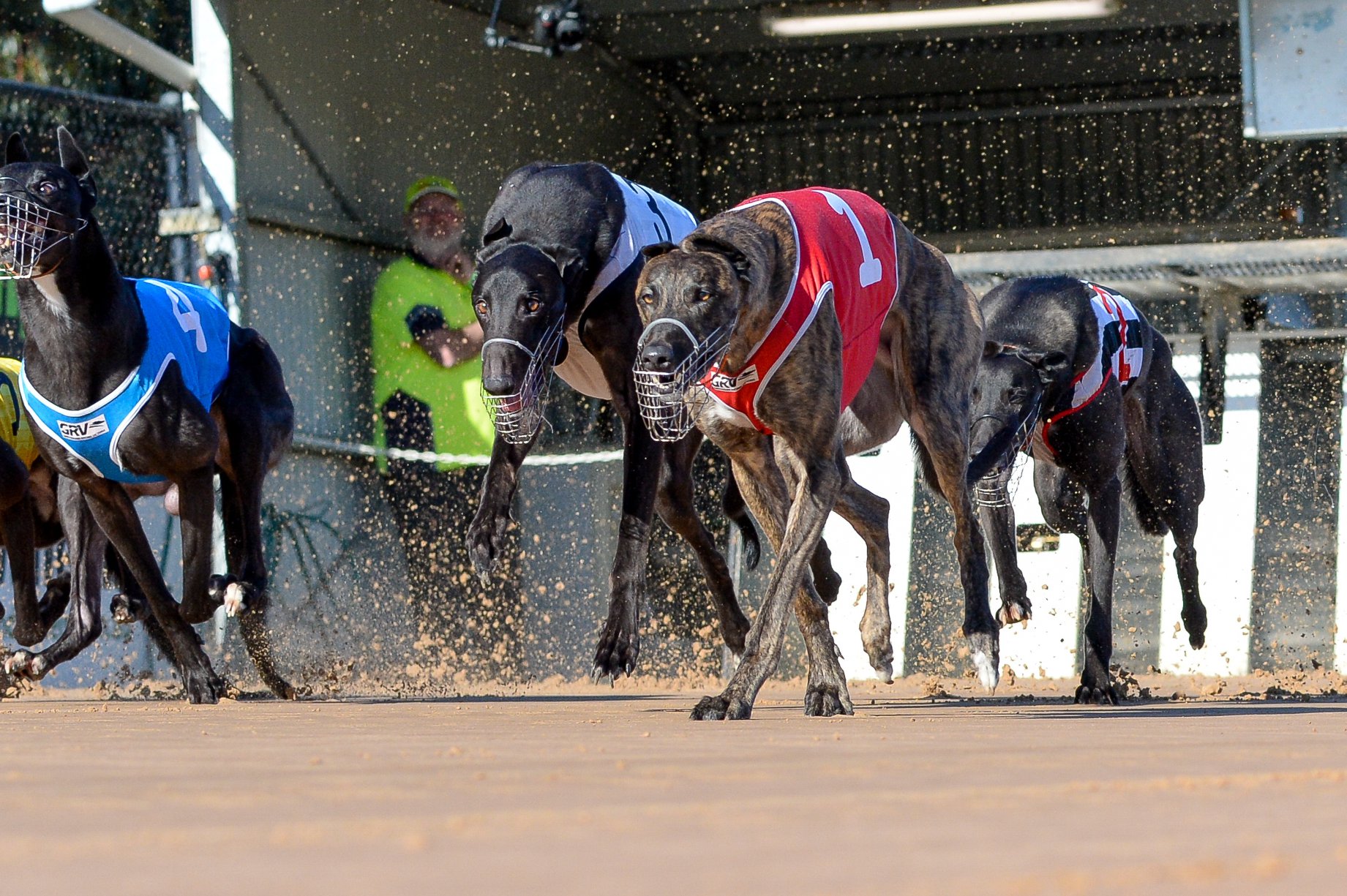 Hard Style Rico (B1) greyhound racing bendigo cup heats