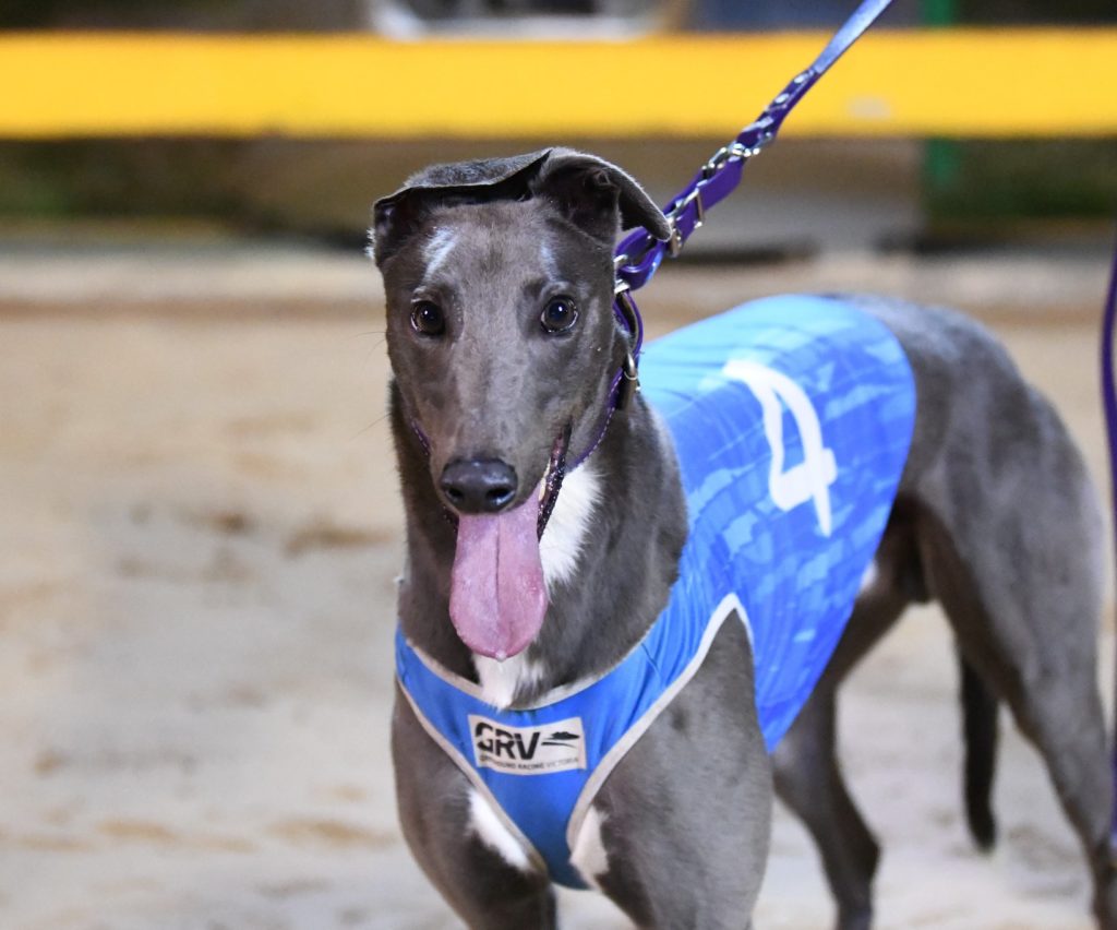 Track Record Falls At Horsham